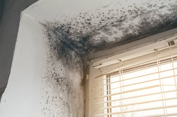 Affordable Black Mold Remediation solutions in Fort Oglethorpe, GA